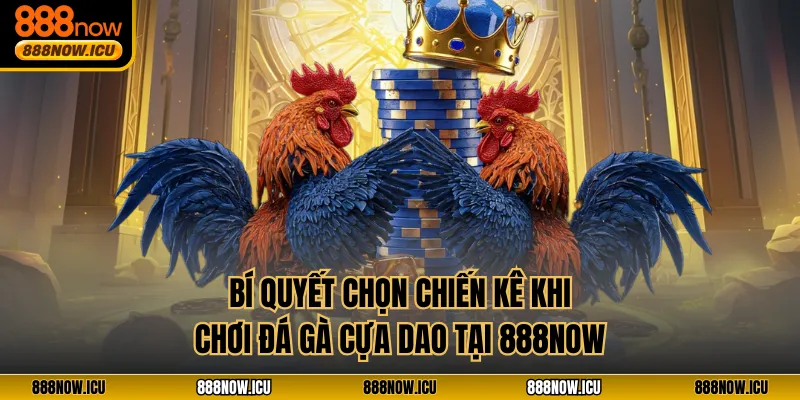 Bí quyết chọn chiến kê khi chơi đá gà cựa dao tại 888NOW