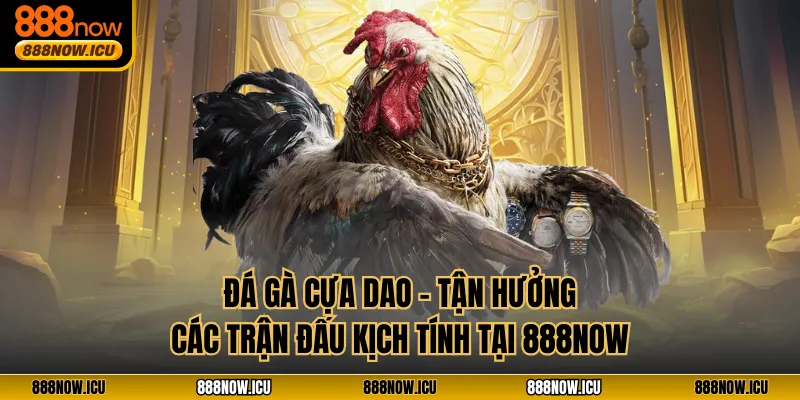 Đá Gà Cựa Dao - Tận Hưởng Các Trận Đấu Kịch Tính Tại 888NOW