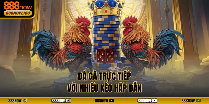 Đá gà trực tiếp với nhiều kèo hấp dẫn
