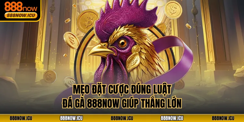 Mẹo đặt cược đúng luật đá gà 888NOW giúp thắng lớn